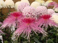 November 2002. Chrysanthemum Displays During November.