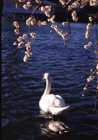 A Spring Day in Matsumi Park.