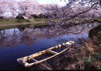 Cherry Blossoms.
